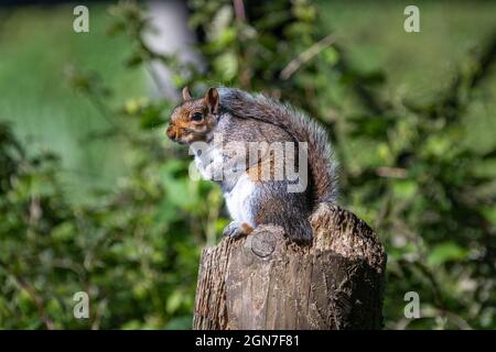 A grey squirrel, Sciurus carolinensis, sitting in a typical curious pose on a partly rotten fence post against a blurred green background Stock Photo