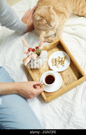 Woman sitting on the bed, and drink coffee, cat feeding during the morning sunlight, breakfast in the bed. Female with domestic pet Stock Photo