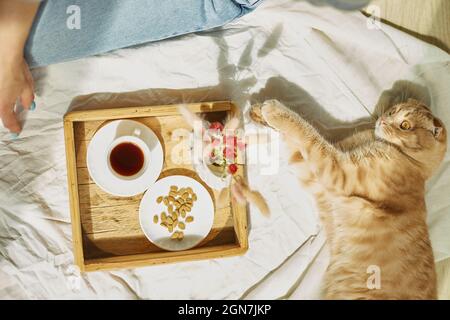 Woman sitting on the bed, and drink coffee, cat feeding during the morning sunlight, breakfast in the bed. Female with domestic pet Stock Photo
