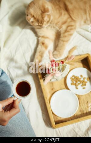 Woman sitting on the bed, and drink coffee, cat feeding during the morning sunlight, breakfast in the bed. Female with domestic pet Stock Photo
