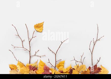 Creative autumn concept. Tree branches and fallen colorful autumn leaves on gray background. Top view, flat lay. Stock Photo