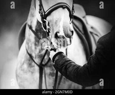 A black-and-white image of a dappled gray horse with a saddle on its back, which is held by a horse breeder by the bridle rein. Equestrian sports. Equ Stock Photo