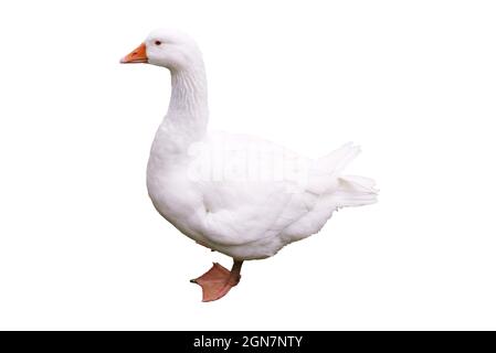 White domestic goose isolated on white background. Farming and Agriculture concept. Stock Photo