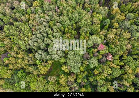 Directly above aerial drone full frame shot of mixed foliar and pine forest in different amazing green colors with beautiful texture. Bird's point of view on bright grey green yellow red autumn trees Stock Photo