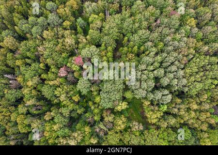 Directly above aerial drone full frame shot of mixed foliar and pine forest in different amazing green colors with beautiful texture. Bird's point of view on bright grey green yellow red autumn trees Stock Photo