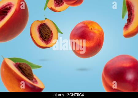 Flying fresh ripe nectarines - peaches with green leaves levitating  against blue background. Creative minimal concept of food levitation. Stock Photo
