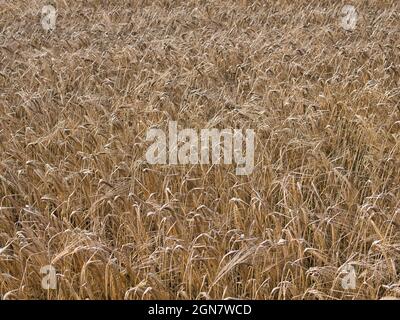 Rye ready to harvest in a field in Lancashire, England, UK. Taken in August. Stock Photo