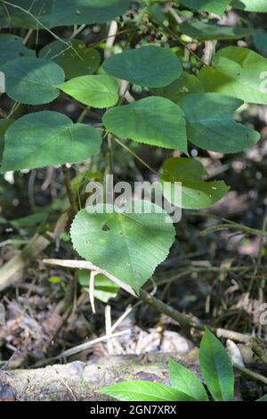 The Stinging Tree / Gympie-Gympie (Dendrocnide Moroides) In Rainforest ...