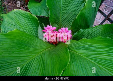Pink Siam tulip flowers with green broad leaf background Stock Photo