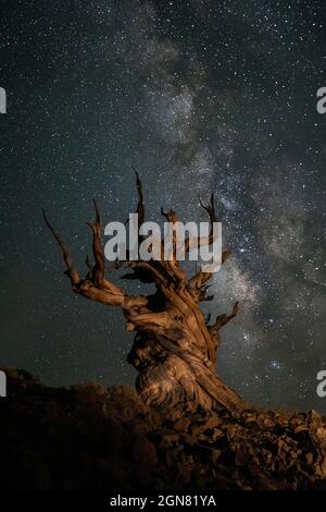 Milky Way With Ancient Tree from the Bristlecone Pine Forest California Stock Photo
