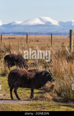 Hebridean sheep, rare breed used in conservation grazing, Caerlaverock Wildfowl and Wetland Trust reserve, Dumfries and Galloway, Scotland, UK, March Stock Photo