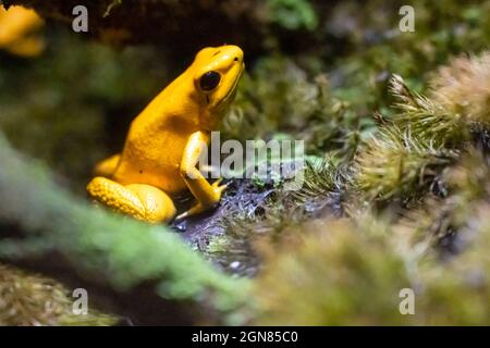 Golden poison frog (Phyllobates terribilis), probably the poisonous animal on Earth, at the Georgia Aquarium in downtown Atlanta, Georgia. (USA) Stock Photo