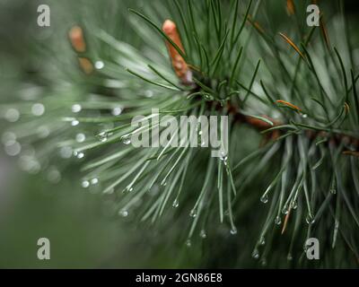 Close-up of rain drops on a pine tree branch. Blurred background. Moody atmosphere of a rainy day. Stock Photo