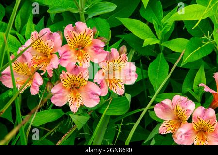 Alstroemeria, or Peruvian lily or lily of the Incas, is a genus of flowering plants in the family Alstroemeriaceae native to South America. Stock Photo
