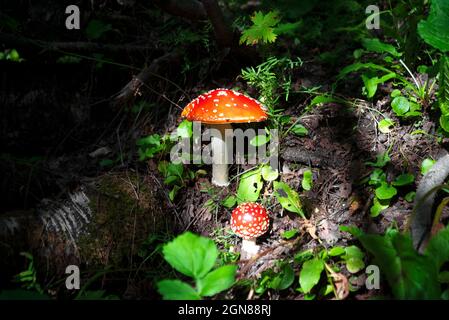 forest mushroom fly agaric with a red cap next to green grass Stock Photo