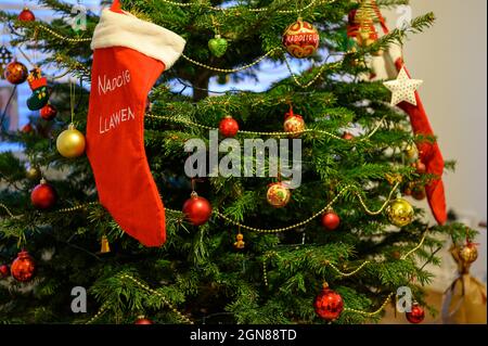 red  father christmas sack on a festive decorated real tree in Welsh Stock Photo