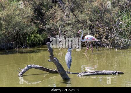 Grey Heron and pink flamingo in the natural habitat, standing in water, France, Europe Stock Photo