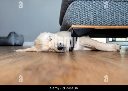 Golden retriever puppy sleeping on modern vinyl panels in home living room under couch. Stock Photo