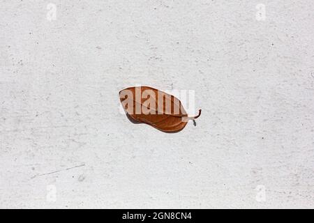 Single dried leaf on the middle of white concrete floor Stock Photo
