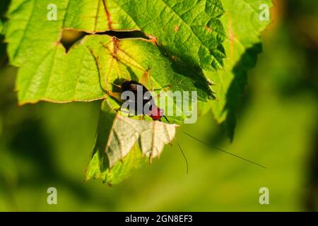 Red headed bush cricket on a green leaf Stock Photo