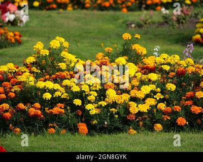 Vibrant garden with beautiful yellow begonia flowers Stock Photo