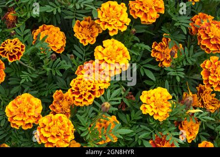 Many flowers of Marigold (Calendula officinalis) in red and yellow colors on green leaves background. Macro photo of nature