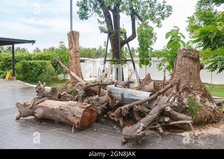 Piles of logs were cut down into smaller pieces and stacked from trees and stumps were left on the ground to organize and decorate the public garden t Stock Photo
