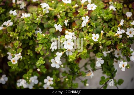 Sutera cordata (Chaenostoma cordatum) or ornamental bacopa ornamental plant with small white flowers and creeping drooping stems Stock Photo