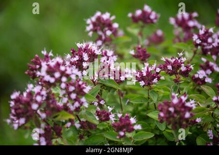 Aromatic and medicinal plant Oregano (Origanum vulgare) with pink and purple flowers Stock Photo