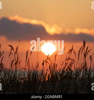 Burning sunset at seaside: coastal dry grass over colorful sky. Summer evening on sea or lake coast Stock Photo