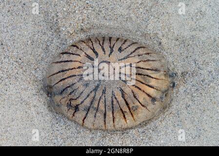 A compass jellyfish (Chrysaora hysoscella) washed up on a sandy beach