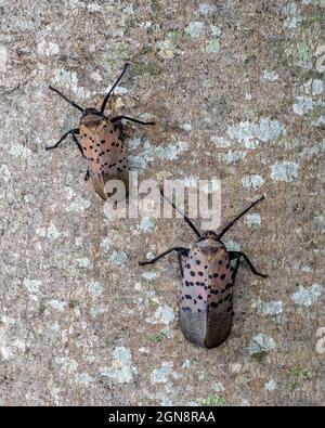 Spotted lanternfly (SLF), Lycorma delicatula, is an invasive planthopper indigenous to parts of China, India, and Vietnam. Stock Photo