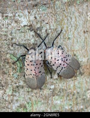 Spotted lanternfly (SLF), Lycorma delicatula, is an invasive planthopper indigenous to parts of China, India, and Vietnam. Stock Photo