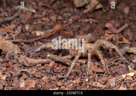 Brazilian wandering spider Phoneutria nigriventer Stock Photo