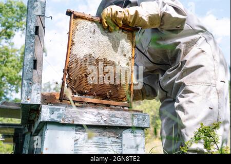 Female beekeeper using bee smoker on beehives in box at farm Stock Photo