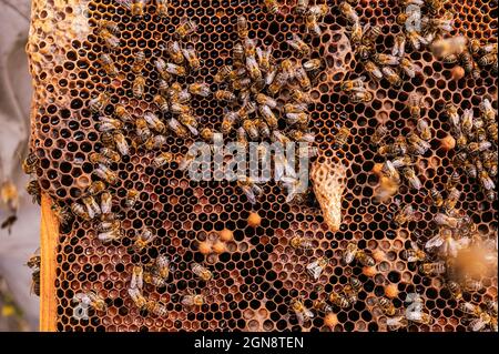 Male beekeeper pouring honey in storage tank Stock Photo