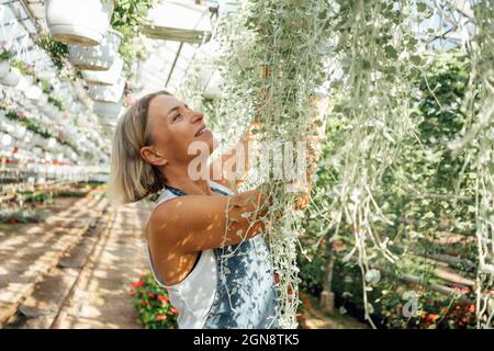 Female farmer examining plants while standing in greenhouse Stock Photo