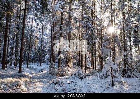Sun shining through branches of snow-covered spruce forest Stock Photo