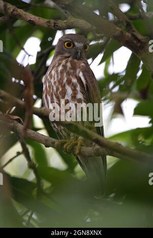 Brown Boobook (Ninox scutulata lugubris) adult perched in a tree Chitwan, Nepal        January Stock Photo