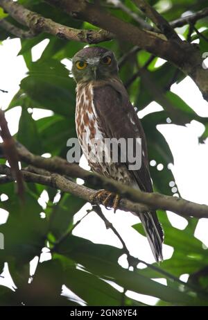 Brown Boobook (Ninox scutulata lugubris) adult perched in a tree Chitwan, Nepal        January Stock Photo