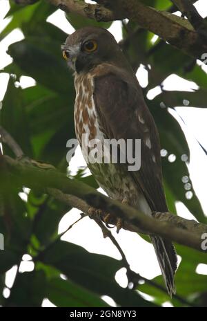 Brown Boobook (Ninox scutulata lugubris) adult perched in a tree Chitwan, Nepal        January Stock Photo