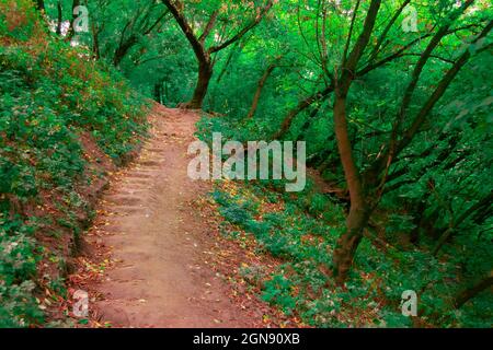 Early Autumn forest with path between trees and fallen leaves on the path Stock Photo