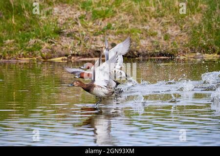 Three Common pochard taking off and fly (Aythya ferina). Birds in flight Stock Photo