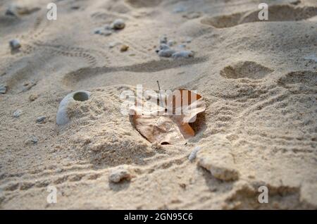 patterns, leaves and shells on the sand Stock Photo