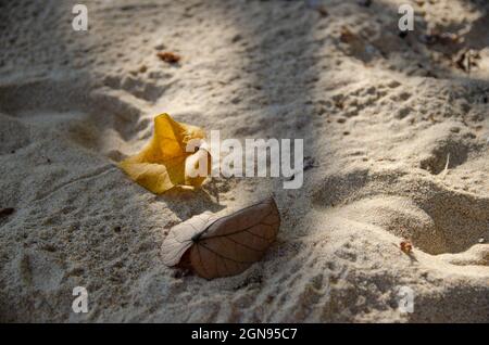 fallen leaves on a sandy beach Stock Photo