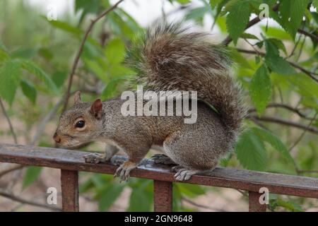 a gray squirrel sitting on top of a fence in early spring surrounded by foliage, example of urban wildlife or pests Stock Photo