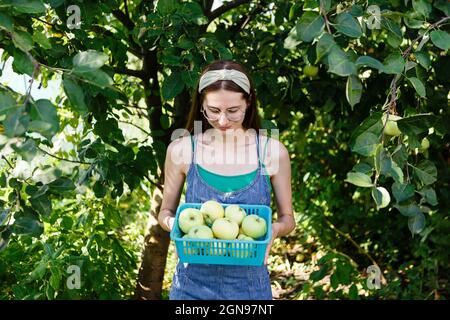 young woman holding a basket with harvested apples Stock Photo