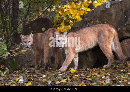 Puma concolor den hi-res stock and images - Alamy