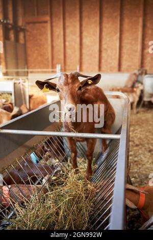 Goat eating grass in feeder Stock Photo