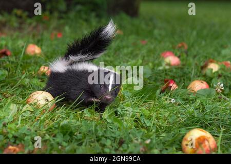 Striped Skunk (Mephitis mephitis) Kit Alone in Grass Steps Forward Tail Up Apples Summer - captive animal Stock Photo